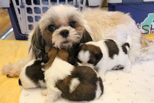 販売中のシーズーの親犬